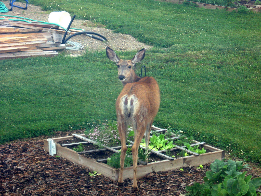 How To Keep Deer And Rabbits Out Of Your Garden The Vertblog